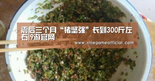 震后三个月“猪坚强”长到300斤左右|9游官网(图1) 九游下载app