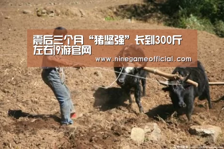 震后三个月“猪坚强”长到300斤左右|9游官网(图2) 9游官网